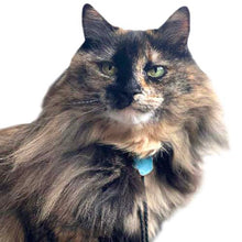 Load image into Gallery viewer, Gemstone Bolo Tie for Cat or Dog